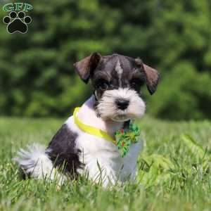 Miles, Miniature Schnauzer Puppy