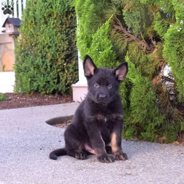 Miles, German Shepherd Puppy