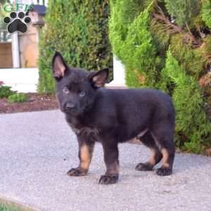 Miles, German Shepherd Puppy