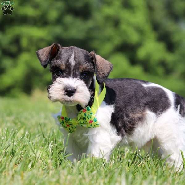 Miles, Miniature Schnauzer Puppy