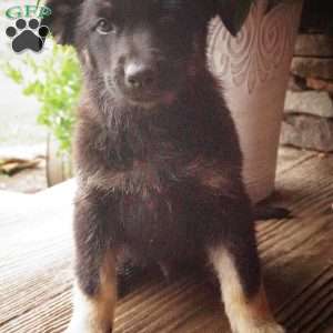 Miles, German Shepherd Puppy