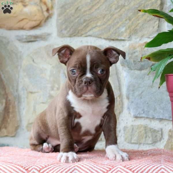 Milkyway, Boston Terrier Puppy
