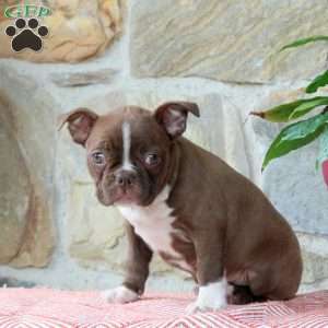 Milkyway, Boston Terrier Puppy