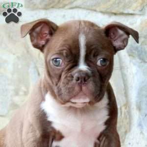 Milkyway, Boston Terrier Puppy
