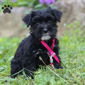 Millie, Morkie / Yorktese Puppy