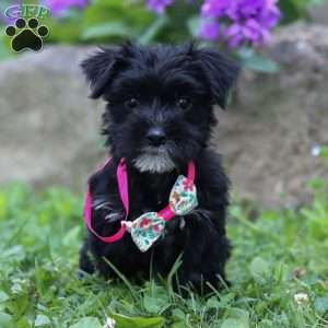 Millie, Morkie / Yorktese Puppy