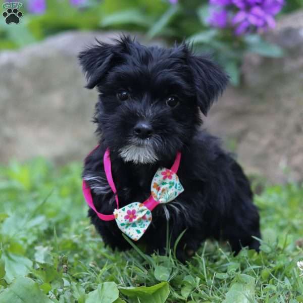 Millie, Morkie / Yorktese Puppy