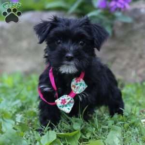Millie, Morkie / Yorktese Puppy