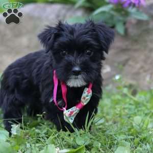 Millie, Morkie / Yorktese Puppy