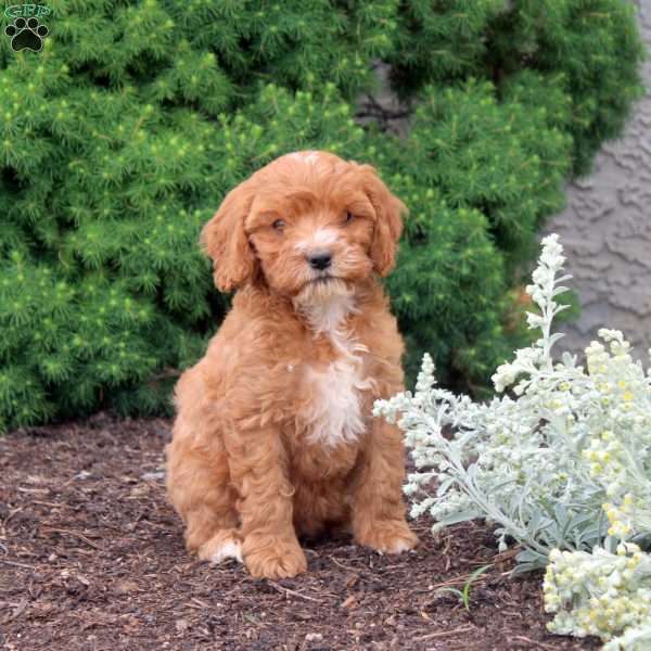 Millie, Cockapoo Puppy