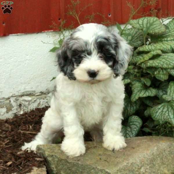 Millie, Cockapoo Puppy