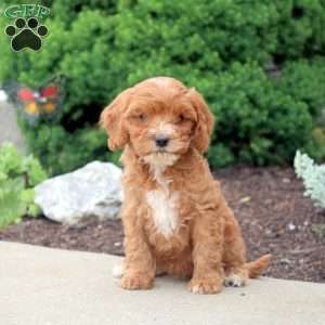 Millie, Cockapoo Puppy