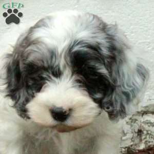 Millie, Cockapoo Puppy
