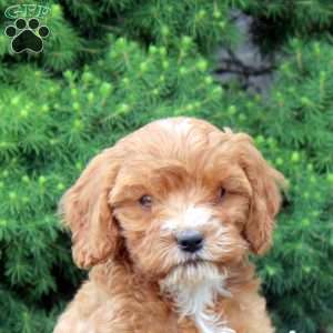 Millie, Cockapoo Puppy