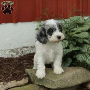 Millie, Cockapoo Puppy