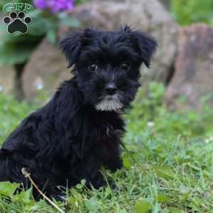 Millie, Morkie / Yorktese Puppy