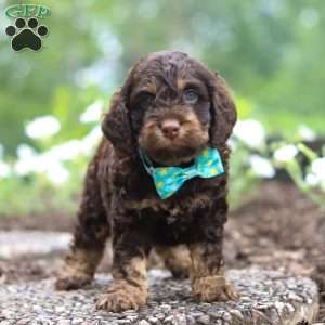 Cockapoo Puppies for Sale - Greenfield Puppies