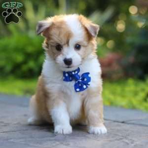 Milo, Miniature Australian Shepherd Mix Puppy