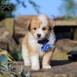 Milo, Miniature Australian Shepherd Mix Puppy