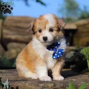 Milo, Miniature Australian Shepherd Mix Puppy