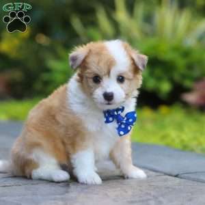 Milo, Miniature Australian Shepherd Mix Puppy