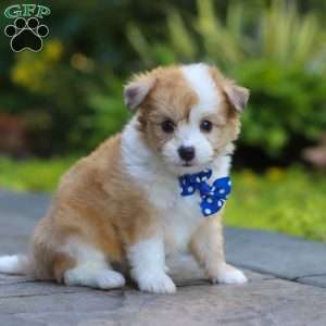 Milo, Miniature Australian Shepherd Mix Puppy