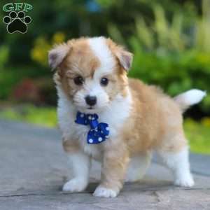 Milo, Miniature Australian Shepherd Mix Puppy