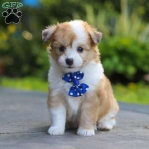 Milo, Miniature Australian Shepherd Mix Puppy