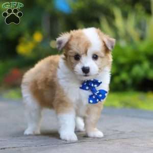 Milo, Miniature Australian Shepherd Mix Puppy