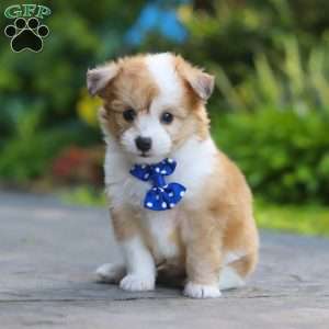 Milo, Miniature Australian Shepherd Mix Puppy