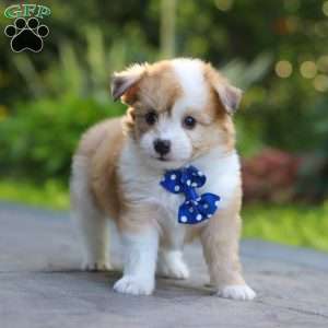 Milo, Miniature Australian Shepherd Mix Puppy