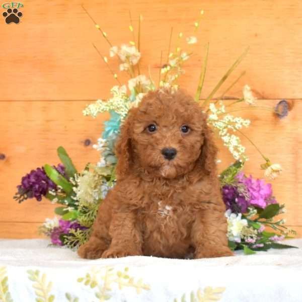 Milo, Cavapoo Puppy