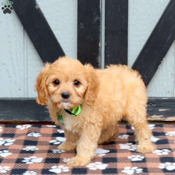 Milo, Cavapoo Puppy