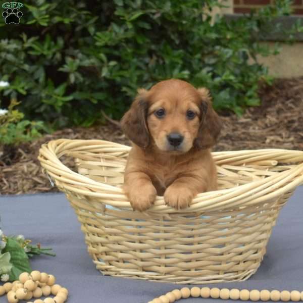 Milo – Mini, Dachshund Puppy