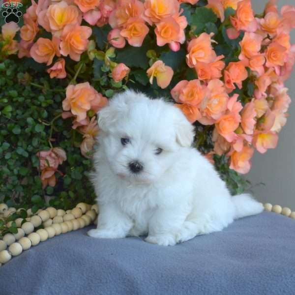 Milo, Maltese Puppy