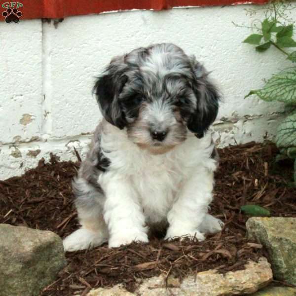 Milo, Cockapoo Puppy