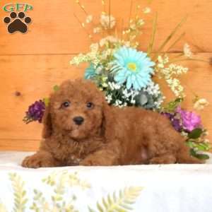 Milo, Cavapoo Puppy