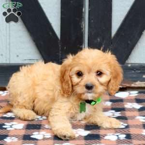 Milo, Cavapoo Puppy