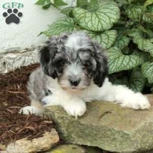 Milo, Cockapoo Puppy