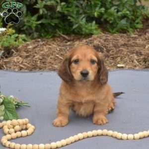 Milo – Mini, Dachshund Puppy