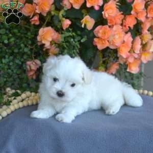 Milo, Maltese Puppy