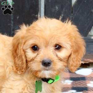 Milo, Cavapoo Puppy