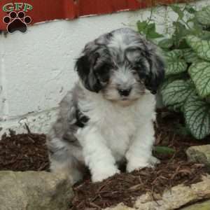Milo, Cockapoo Puppy