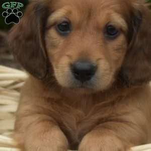 Milo – Mini, Dachshund Puppy