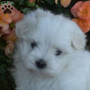 Milo, Maltese Puppy