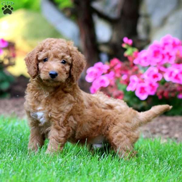 Milo, Mini Goldendoodle Puppy