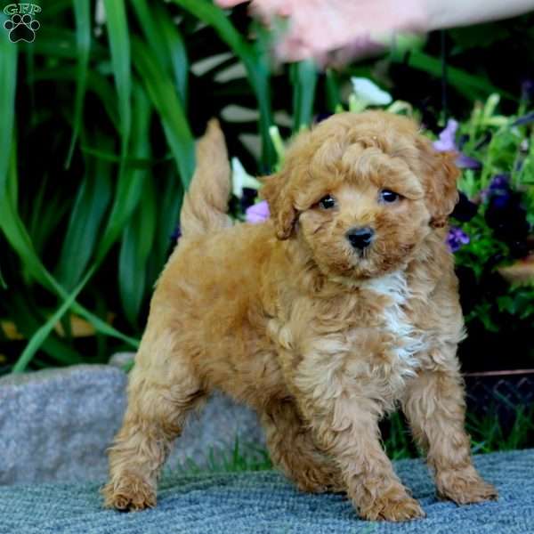 Milo, Havapoo Puppy