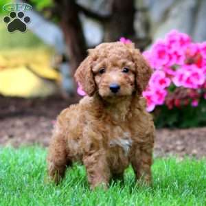 Milo, Mini Goldendoodle Puppy