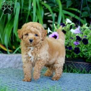 Milo, Havapoo Puppy