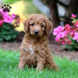 Milo, Mini Goldendoodle Puppy